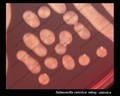salmonella enterica